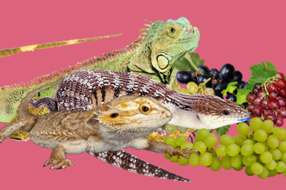 Lizards and grapes