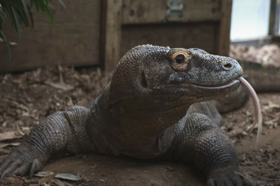 Murphy the Komodo dragon at the Smithsonian's National Zoo celebrates his 25th hatchday