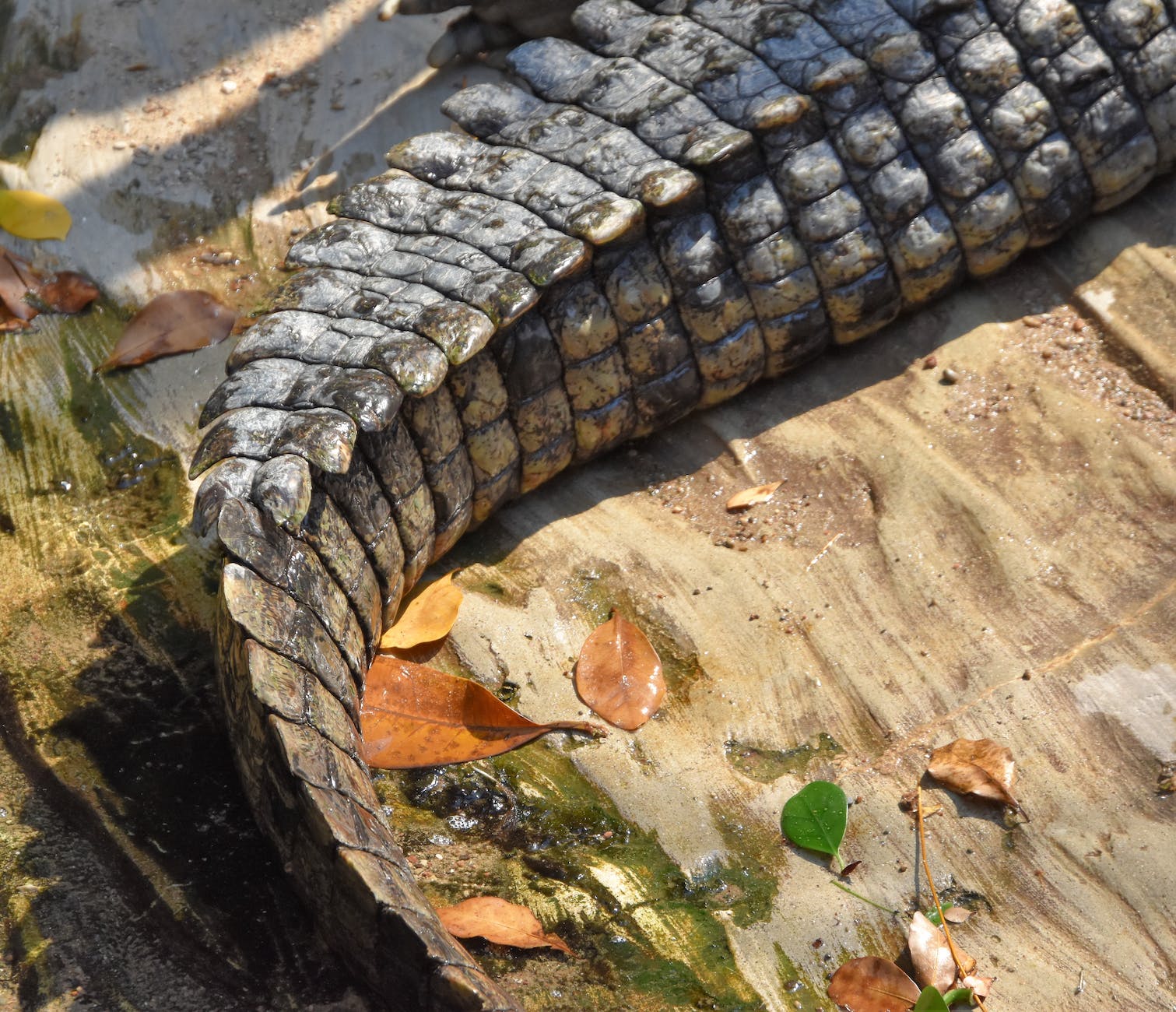scaly tail of a crocodile