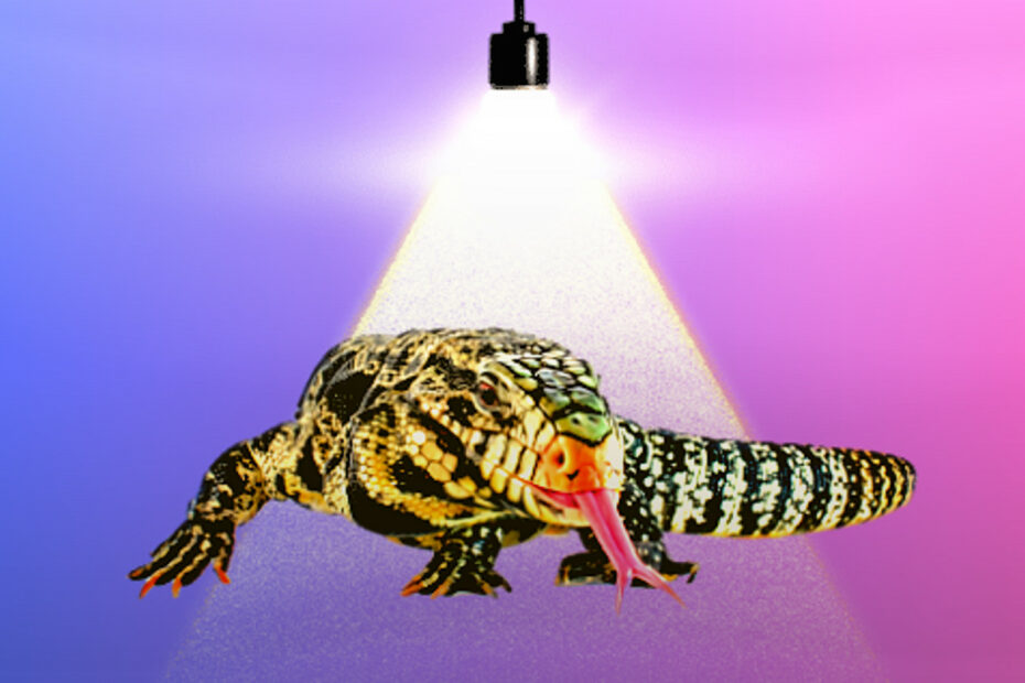 Las mejores luces para lagartos tegu
