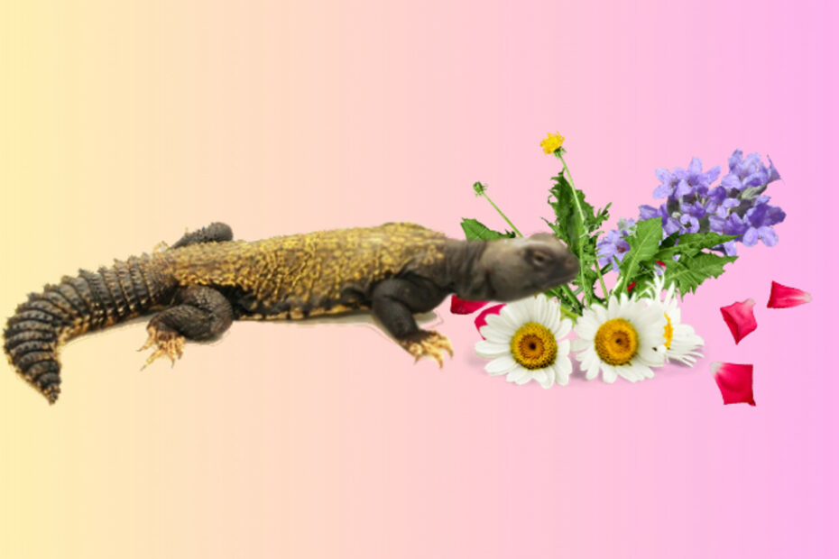 Uromastyx șopârlă și flori