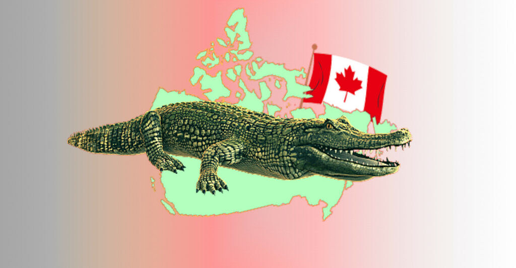 Alligators in Canada