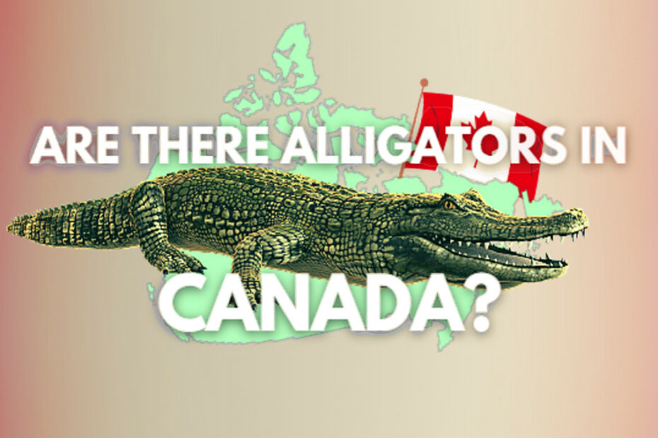 Jsou v Kanadě aligátoři