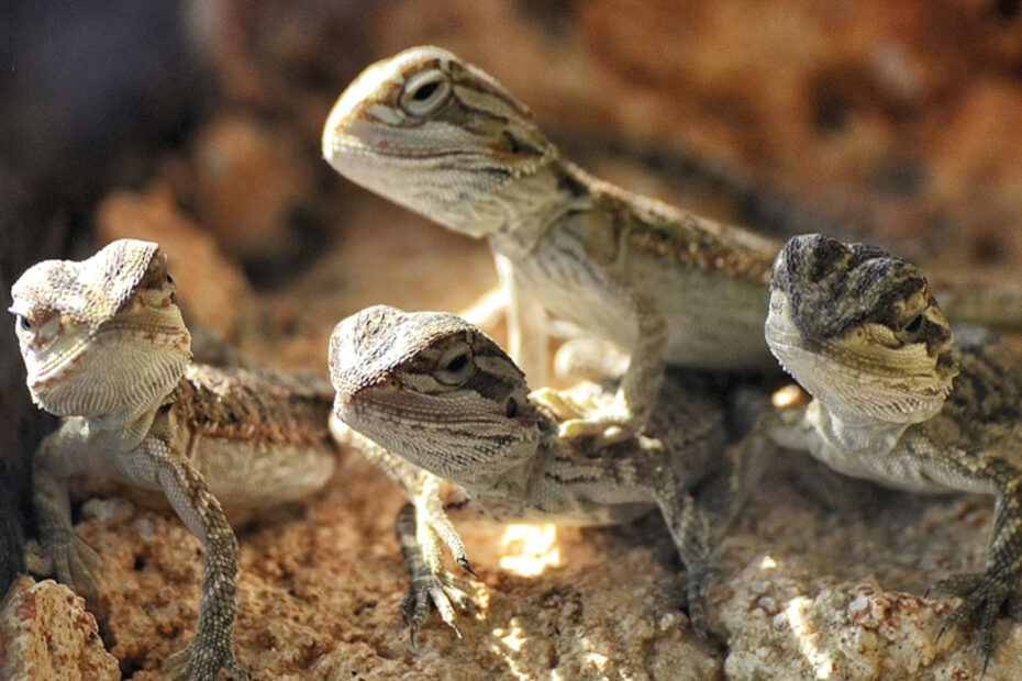 Bearded Dragon Babies (Hatchlings)