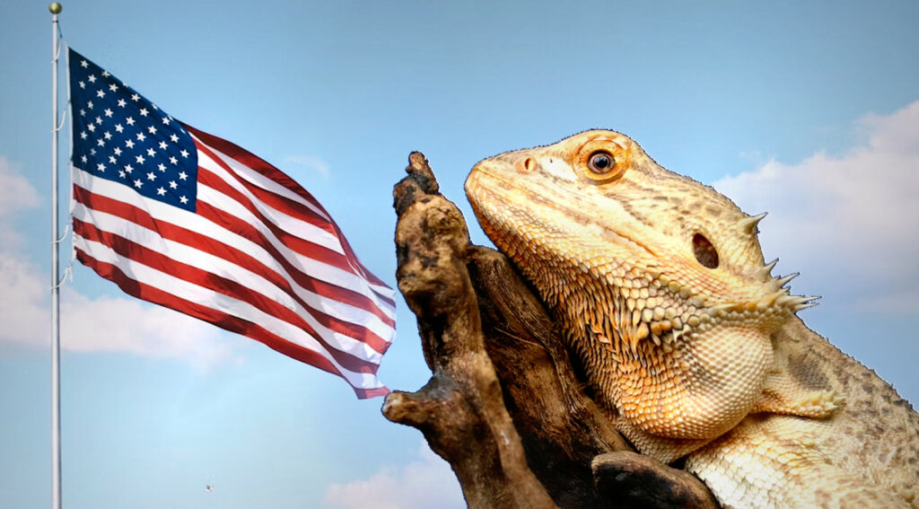 Bearded Dragon Legality in the US