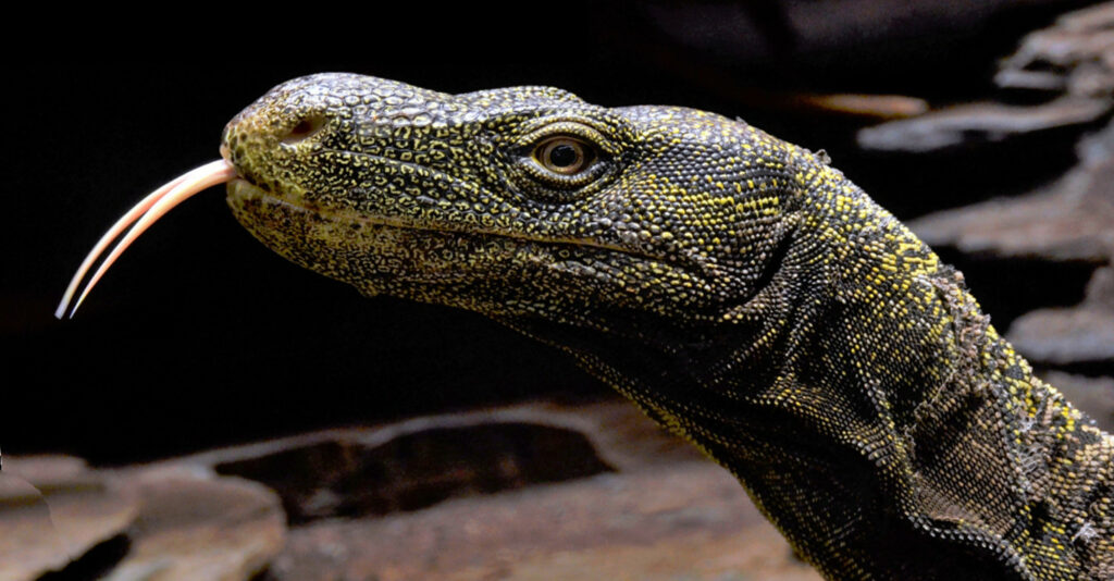 Crocodile Monitor (Varanus salvadorii)