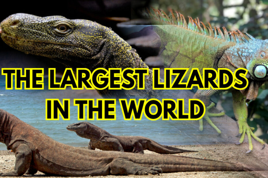 Largest Lizards in the World