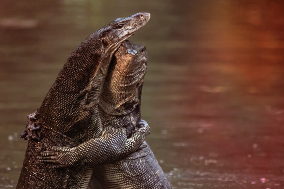 Are Monitor Lizards Friendly and Affectionate