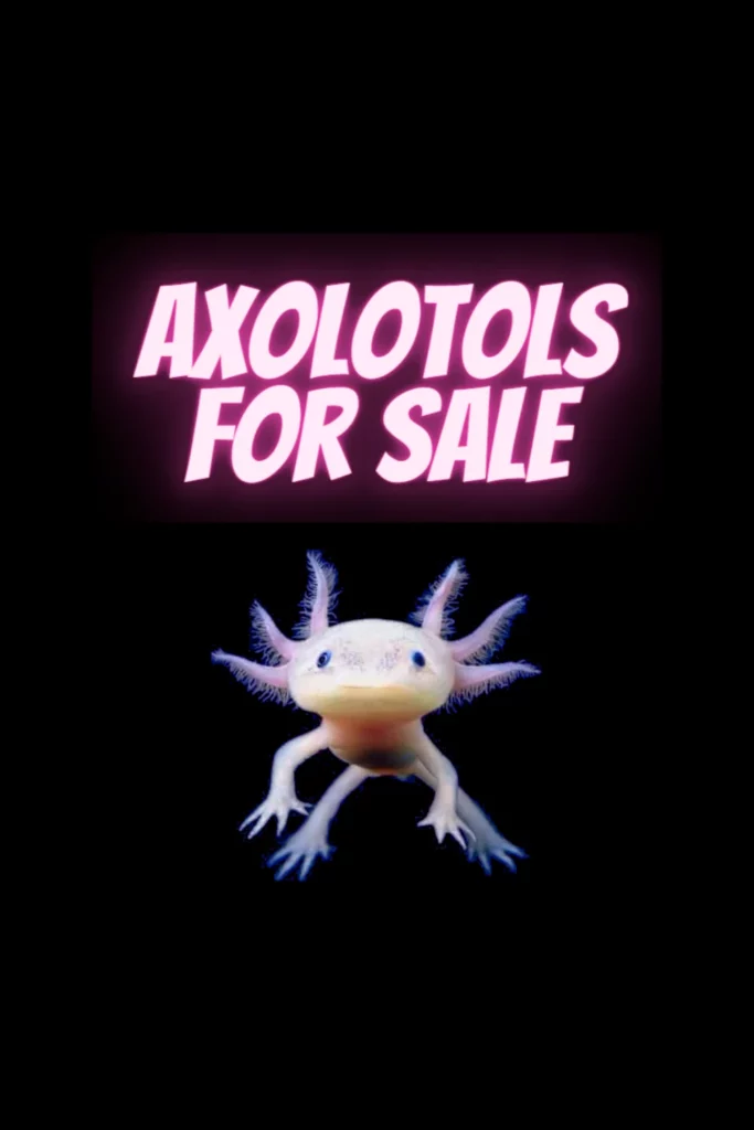Axolotls for sale @ PetsWithScales.com