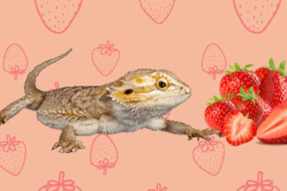 Bearded dragon and strawberries
