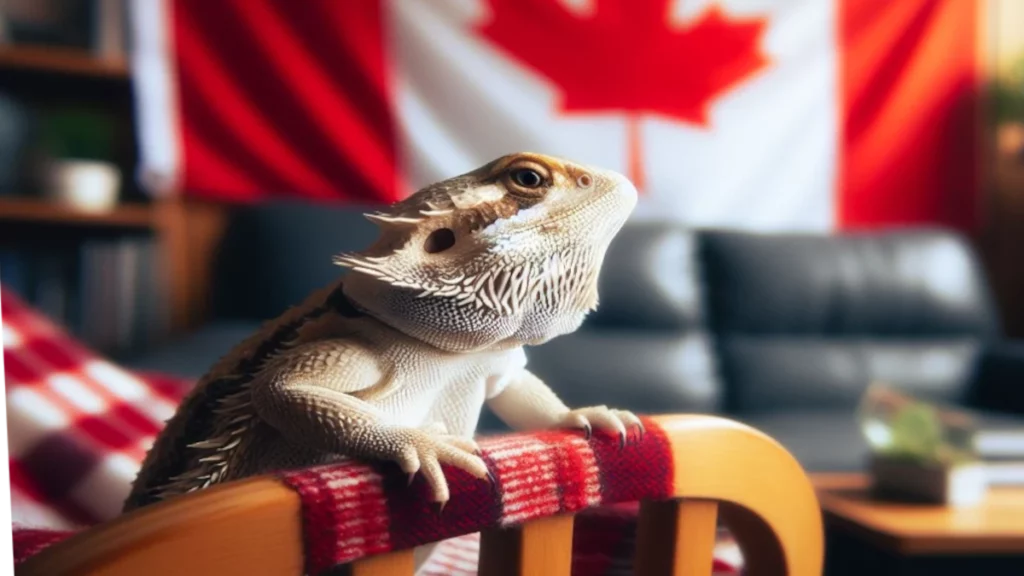 Bearded dragon with Canadian flag