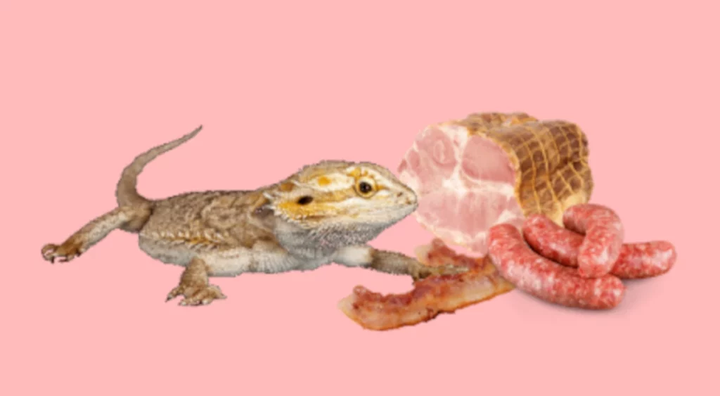 Bearded dragon with ham, bacon, and sausages
