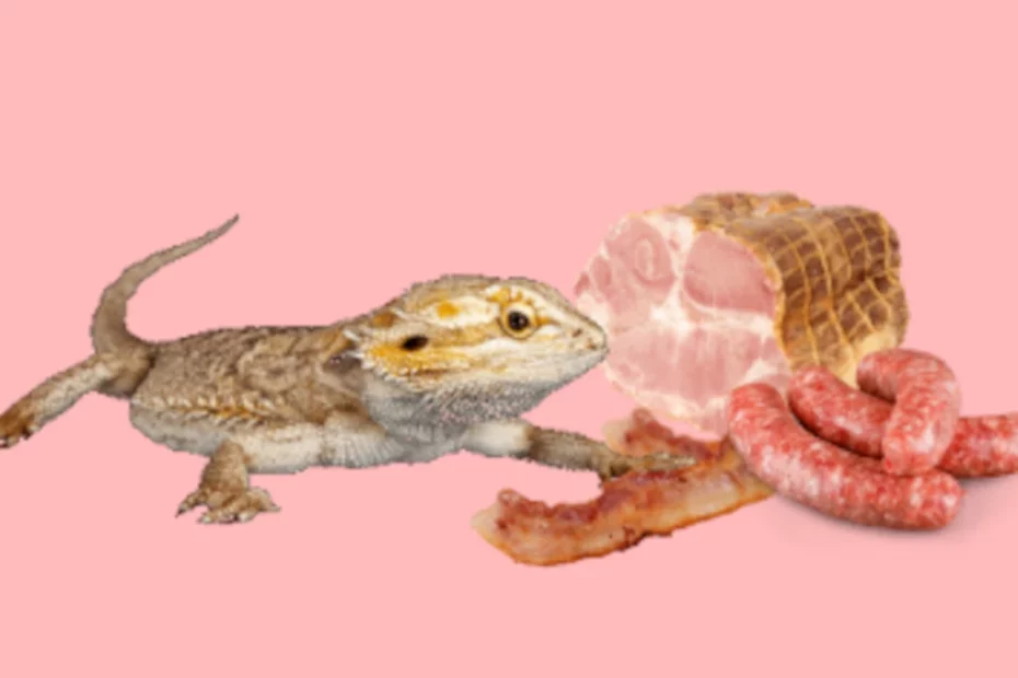 Bearded dragon with ham, bacon, and raw sausages