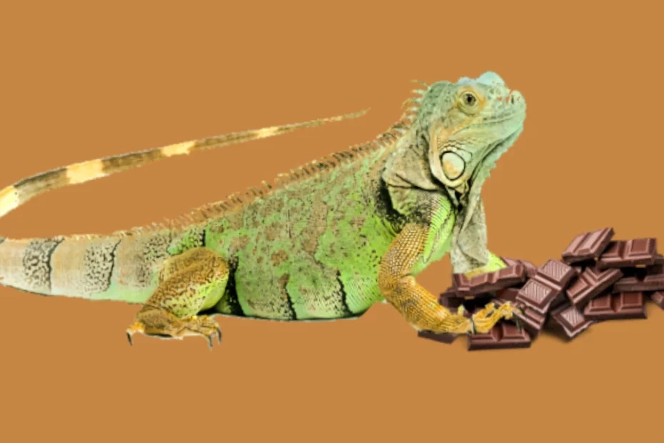 Green Iguana and Chocolate