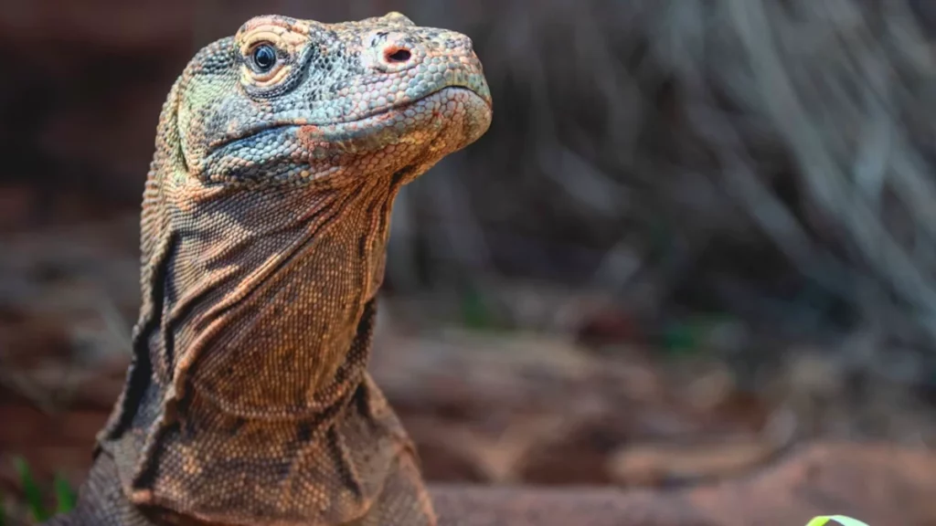 Komodo dragons are a type of monitor lizard, all of which are venomous.