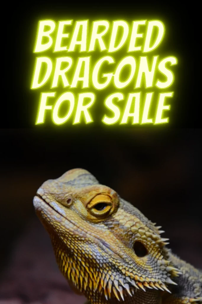 Bearded Dragons till salu