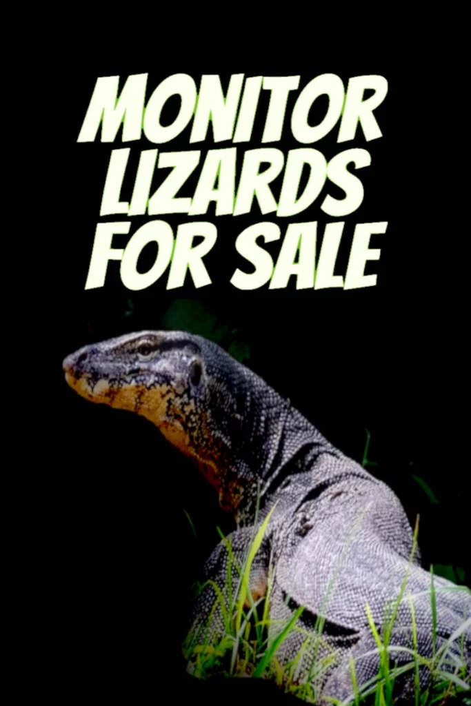 Monitor Lizards for Sale @ PetsWithScales.com