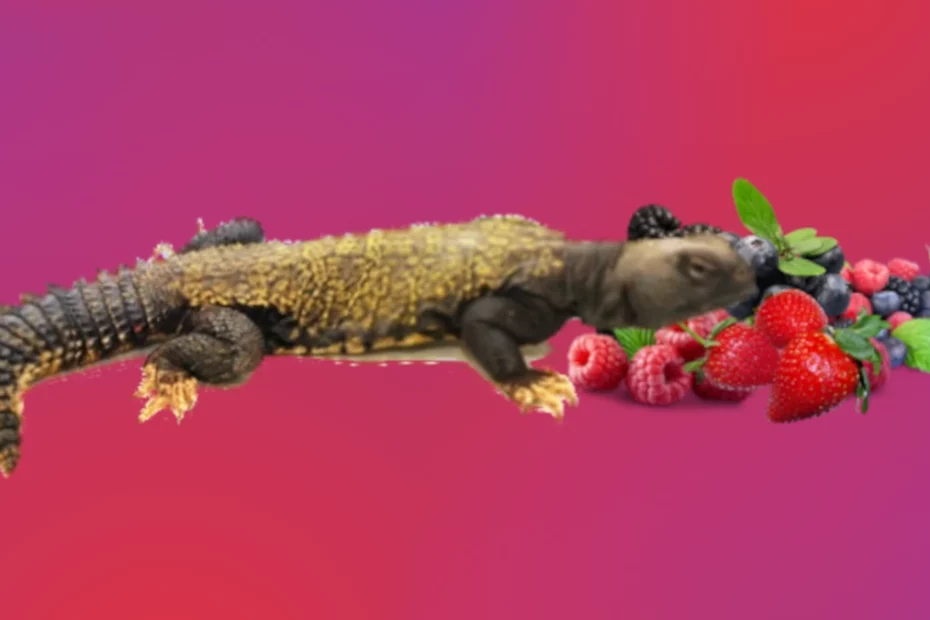 Uromastyx and berries
