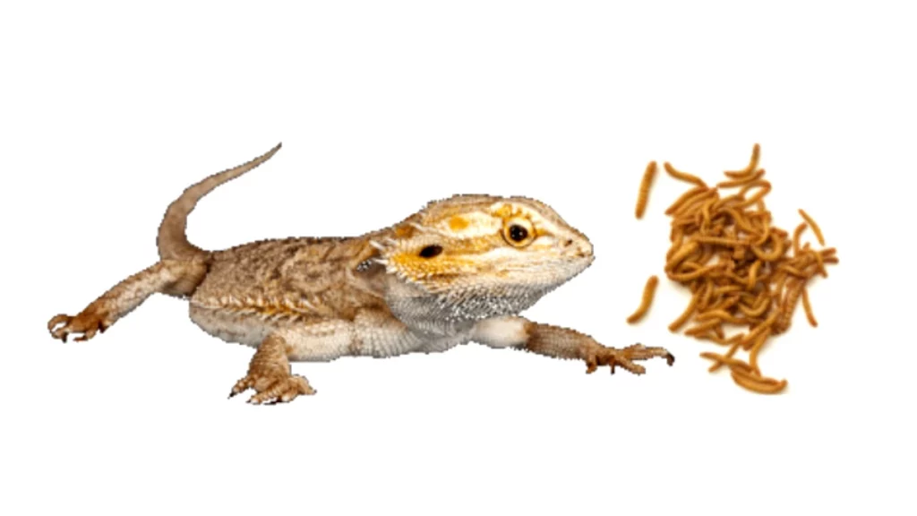 Bearded dragon and mealworms