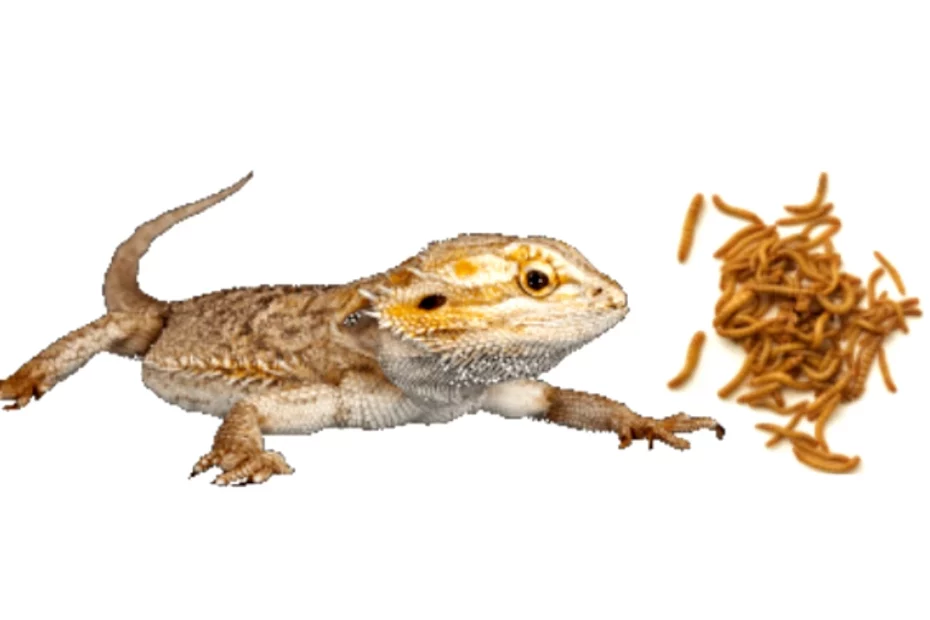 Bearded dragon and mealworms