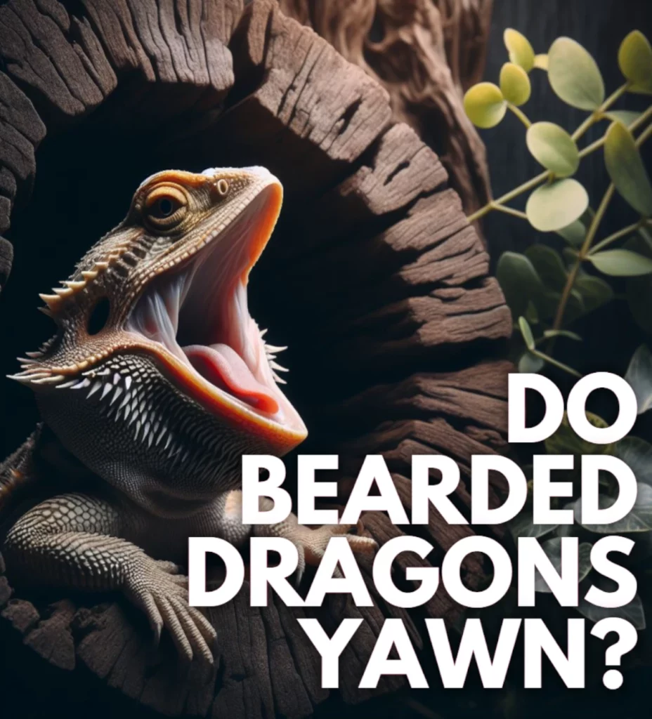 Do bearded dragons yawn?