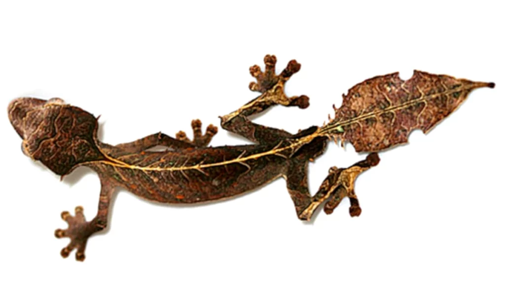 Leaf-tailed Geckos (Uroplatus spp.)