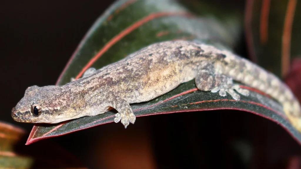 Mourning Geckos (Lepidodactylus lugubris)
