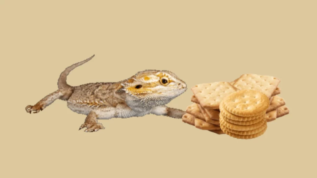 Bearded dragon and crackers