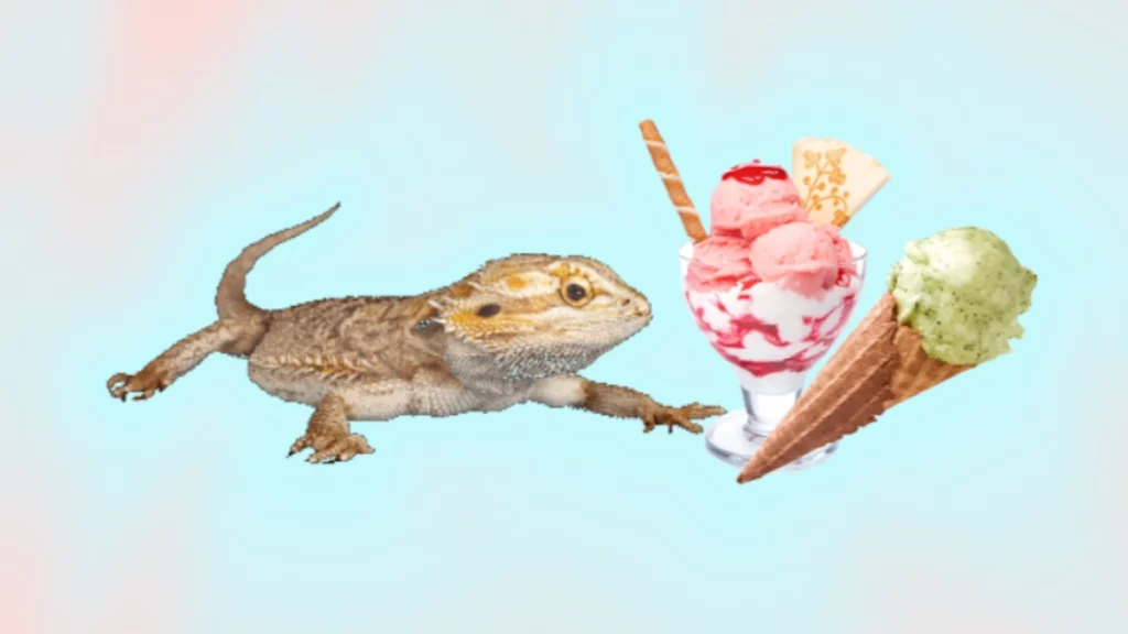 Bearded dragon and ice cream