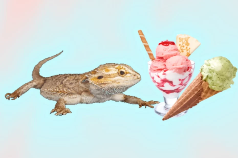 Bearded dragon and ice cream